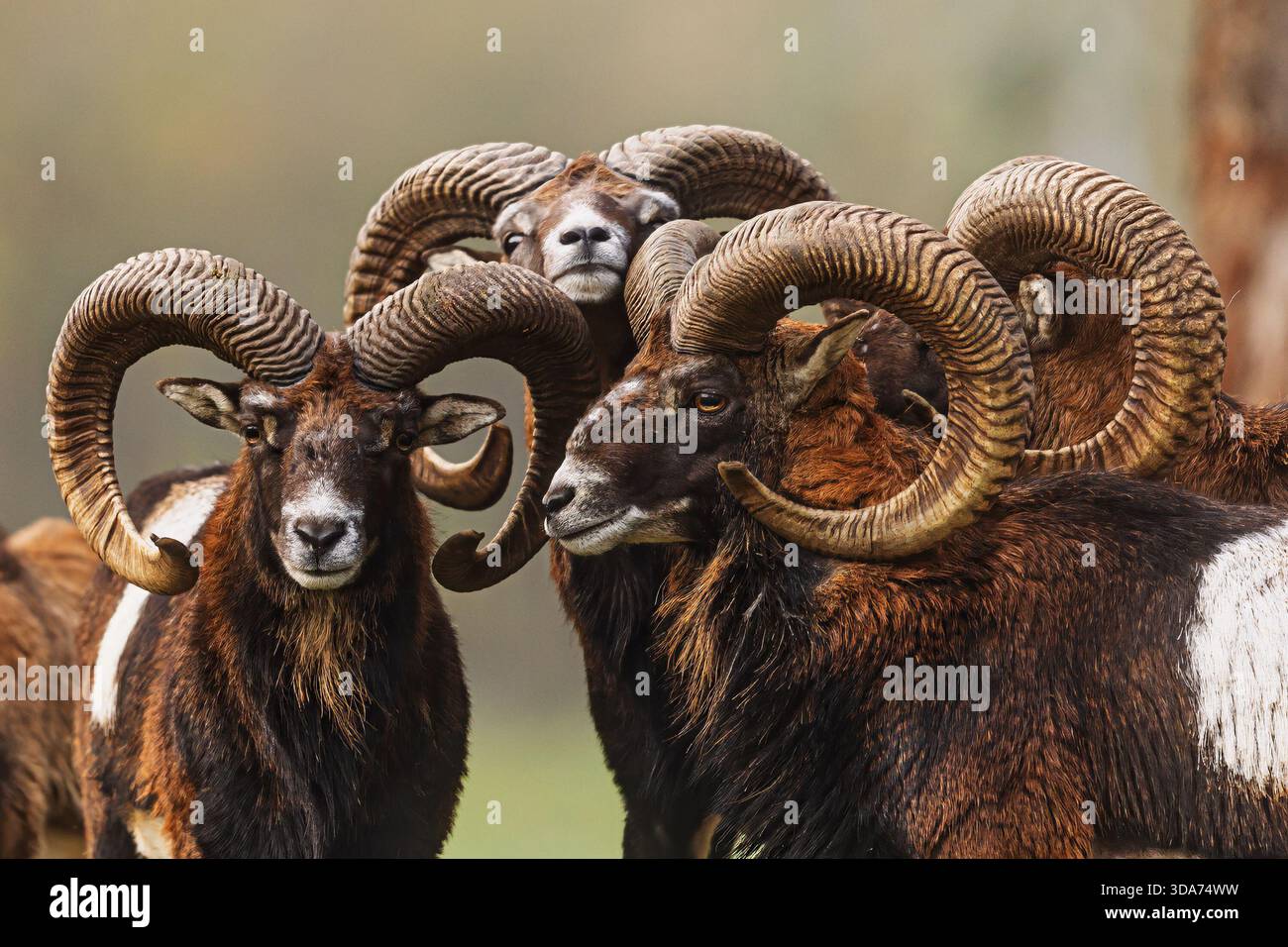 Portrait rapproché de plusieurs béliers mouflon européens (Ovis orientalis musimon) montrant leurs impressionnantes cornes spirales et leurs riches manteaux de châtaigniers contre un mou Banque D'Images