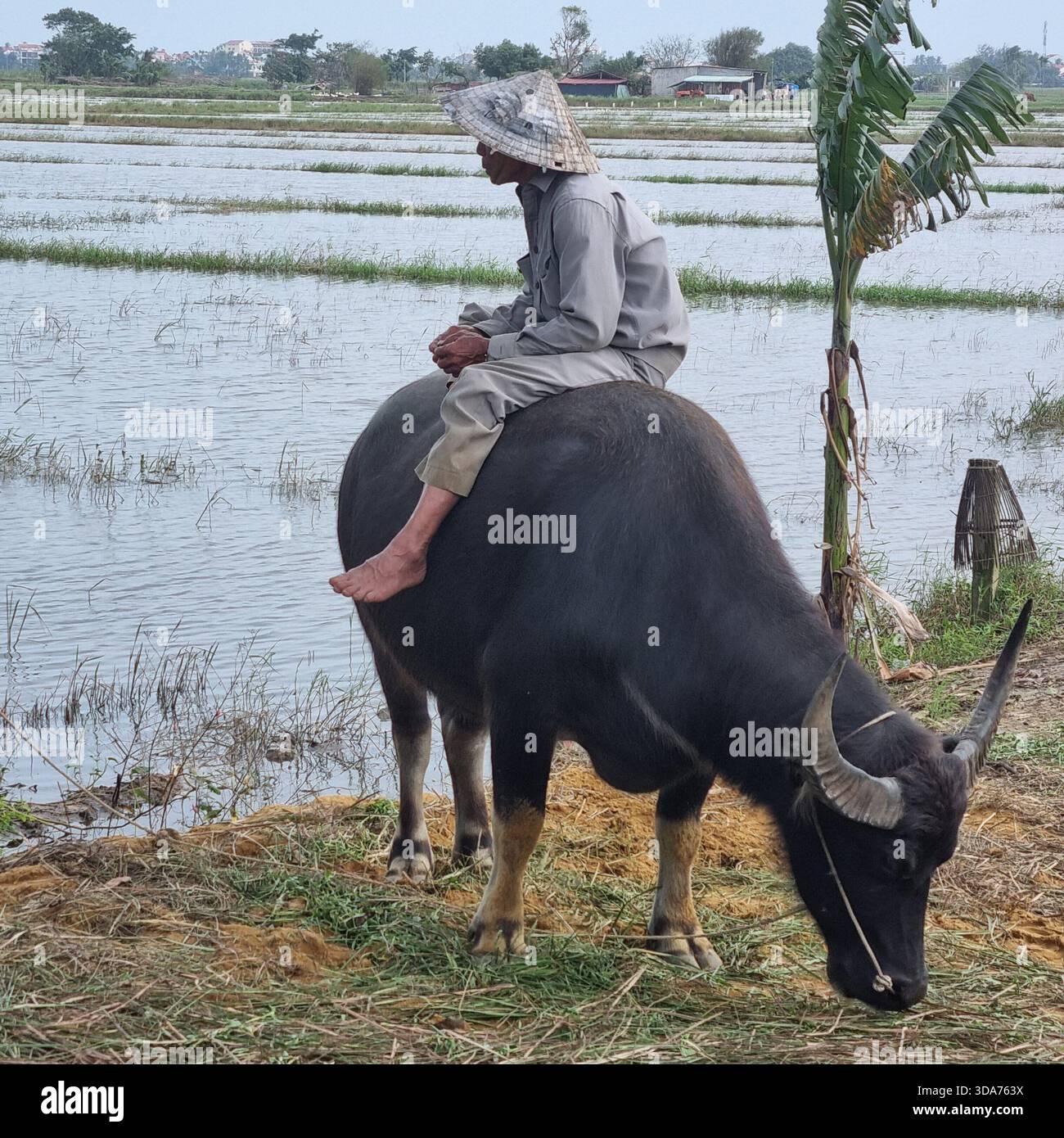 Homme vietnamien assis sur un buffle surplombant la rizière à Hoi an Vietnam - Image de stock capturée avec un smartphone
