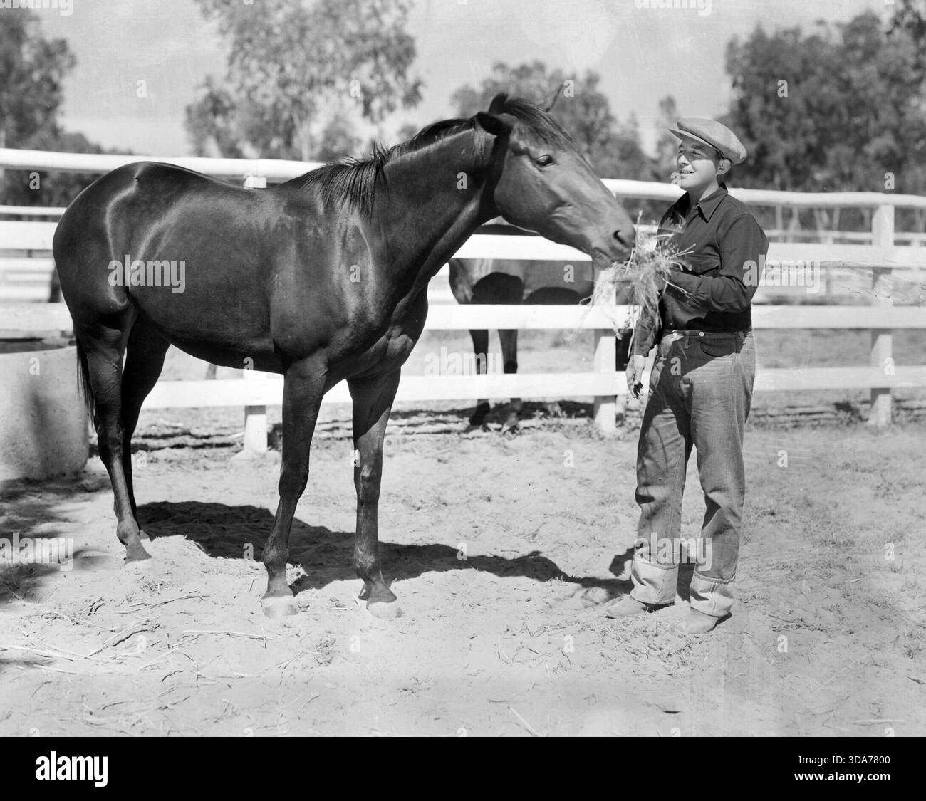 Bing Crosby nourrit un cheval (Paramount, 1937). Keybook photo Banque D'Images
