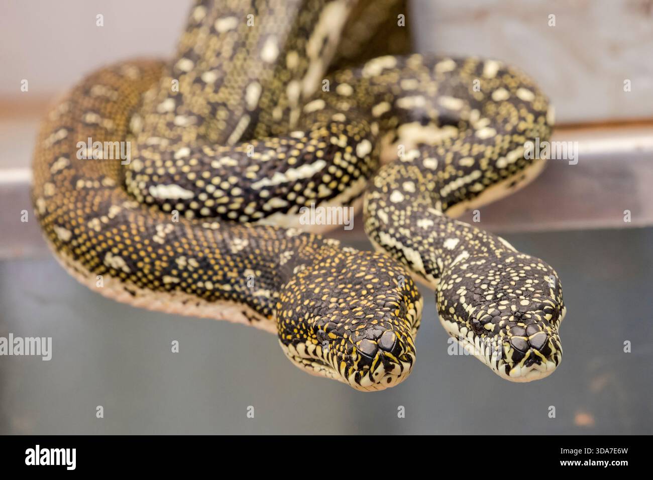 Pythons australiens de diamant en milieu captif Banque D'Images