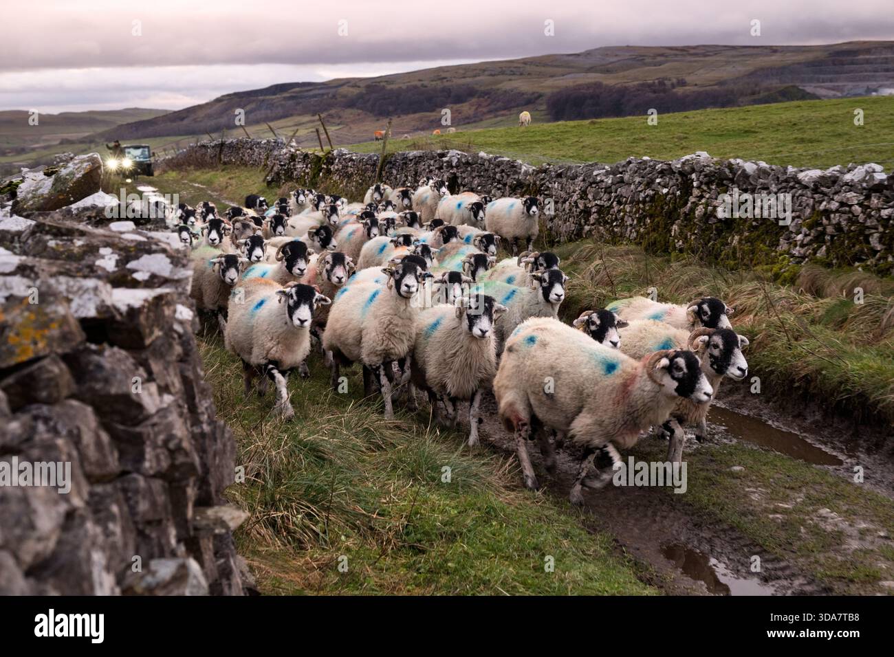 Swaledale breed moutons étant conduit le long d'une voie, Horton à Ribblesdale, Yorkshire Dales National Park, Royaume-Uni Banque D'Images