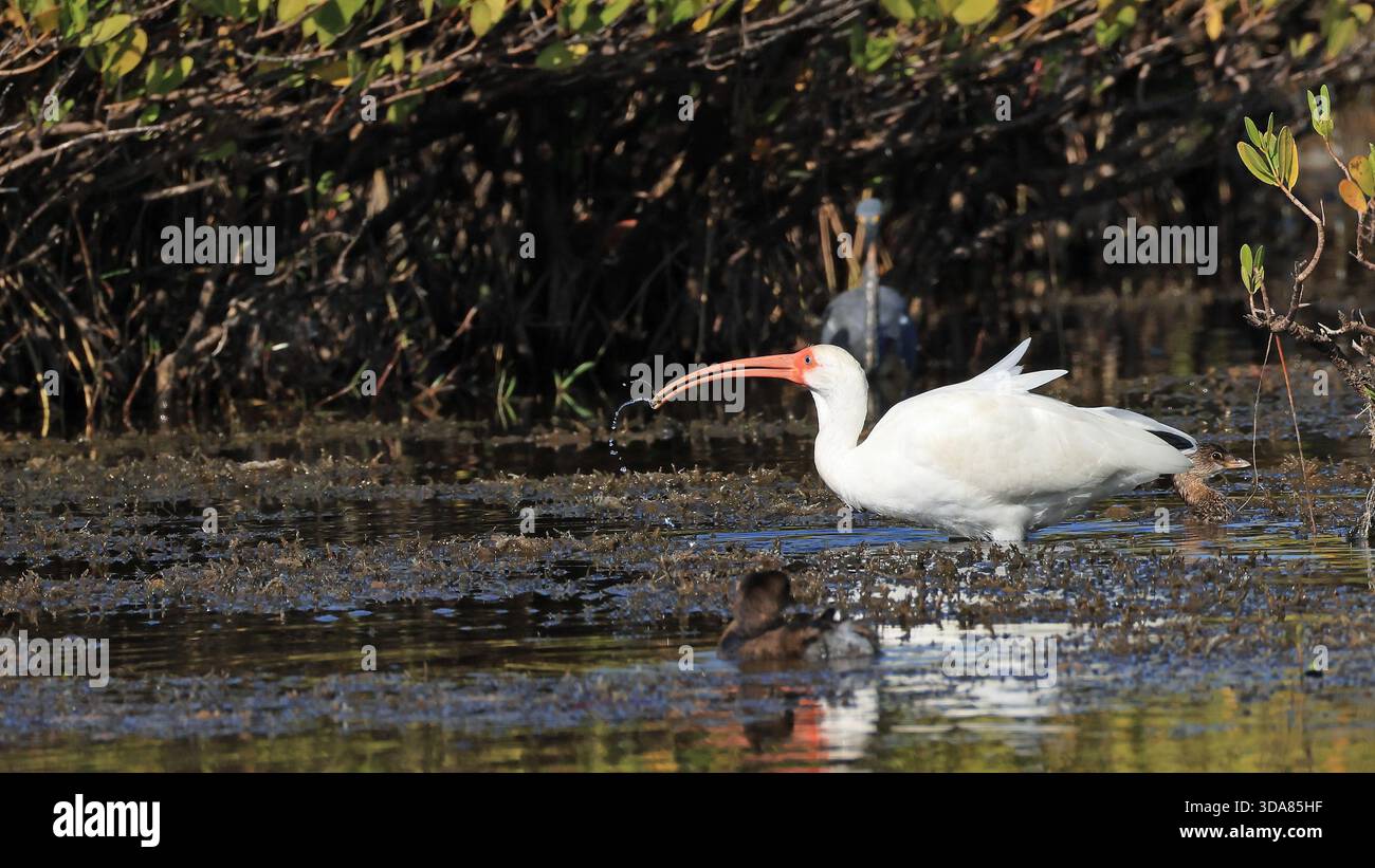 Un ibis blanc américain fouille dans une zone humide, son bec distinctif capte la lumière du soleil Banque D'Images