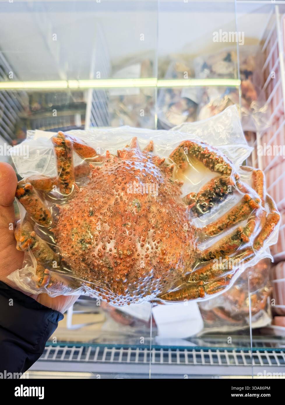 Crabe orange épicé (crin de cheval ou kegani) scellé sous vide et congelé, tenu à la main, prêt pour la cuisson et la vente de fruits de mer gastronomique. Banque D'Images