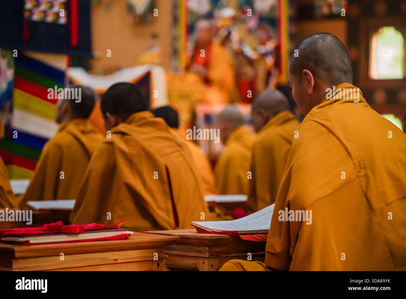 Paro, Bhoutan - 17 septembre 2025 : vue de moines vêtus de robes de safran vibrantes, têtes inclinées dans la vénération tranquille au monastère de Sangchekhor, absorbées dans le scriptu Banque D'Images
