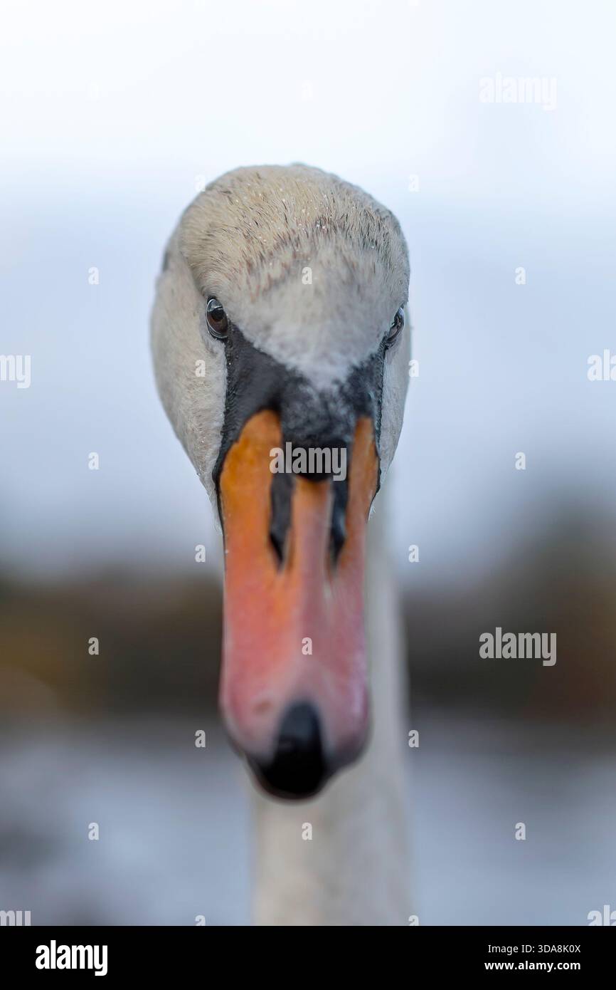 Vue frontale très rapprochée d'un cygne muet avec mise au point sur les yeux brillants. Banque D'Images