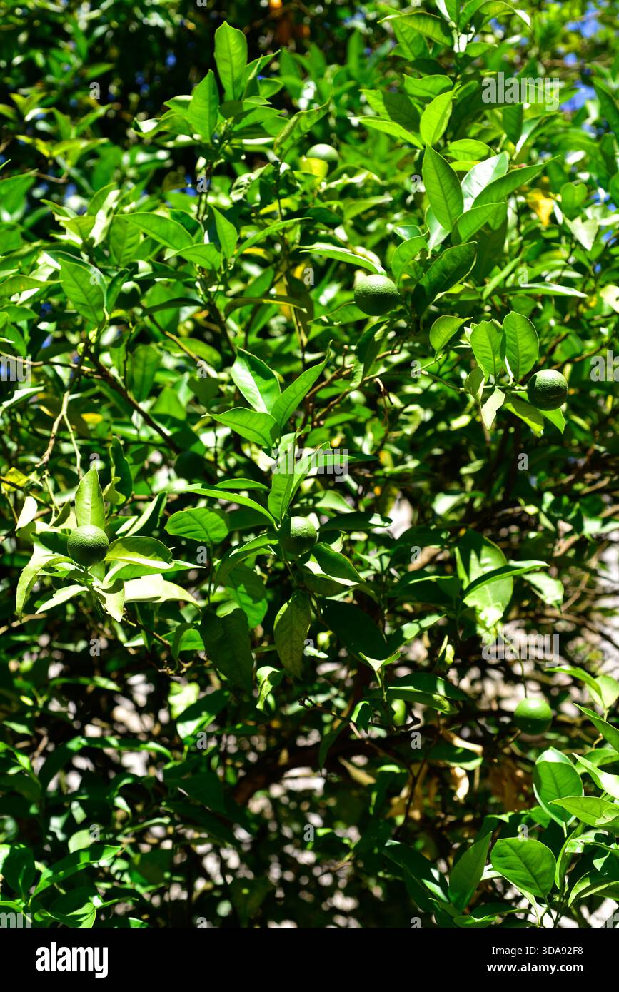 Le citron vert (Citrus aurantifolia) est un petit arbre originaire du sud-est asiatique. Ses fruits sont comestibles. Cette photo a été prise à Amares, Portugal. Banque D'Images