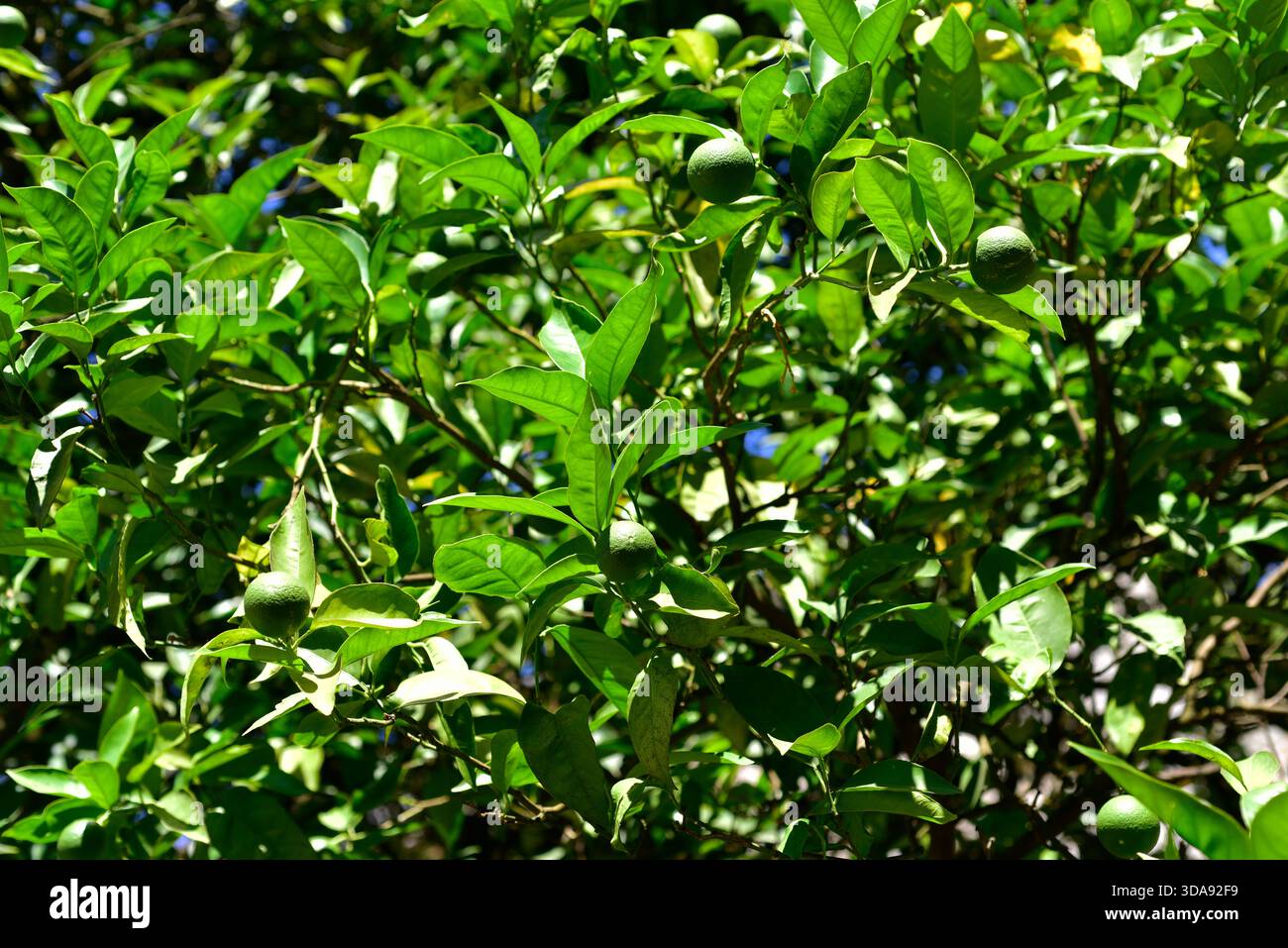 Le citron vert (Citrus aurantifolia) est un petit arbre originaire du sud-est asiatique. Ses fruits sont comestibles. Cette photo a été prise à Amares, Portugal. Banque D'Images
