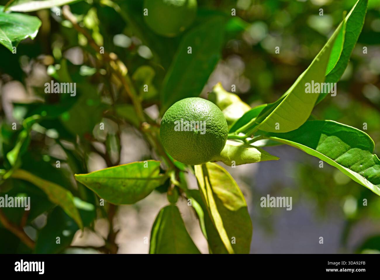 Le citron vert (Citrus aurantifolia) est un petit arbre originaire du sud-est asiatique. Ses fruits sont comestibles. Cette photo a été prise à Amares, Portugal. Banque D'Images