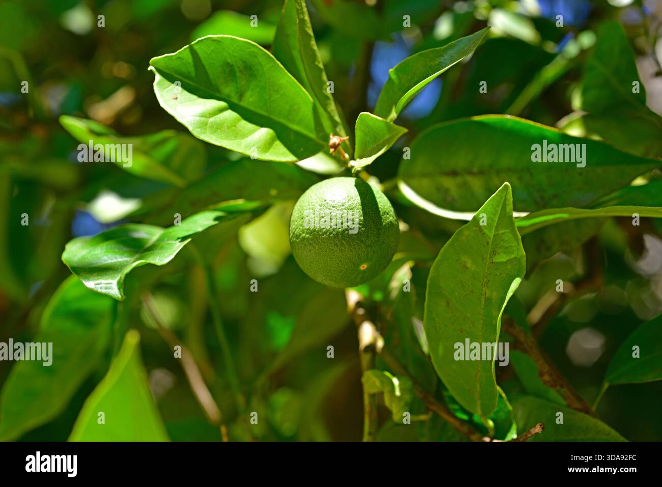 Le citron vert (Citrus aurantifolia) est un petit arbre originaire du sud-est asiatique. Ses fruits sont comestibles. Cette photo a été prise à Amares, Portugal. Banque D'Images