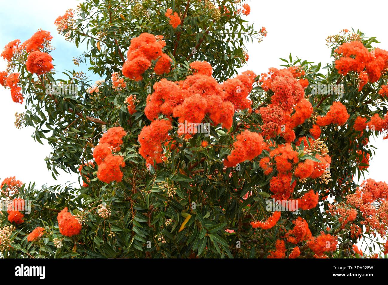 La gomme à fleurs rouge (Corymbia ficifolia) est un petit arbre endémique du sud-ouest de l'Australie. Plante à fleurs. Banque D'Images
