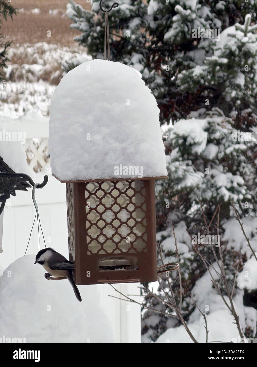 Un Chickadee à tête noire assis sur une mangeoire à oiseaux couverte d'un pied de neige, après un blizzard, à Trevor, Wisconsin, USA - Image de stock capturée avec un smartphone