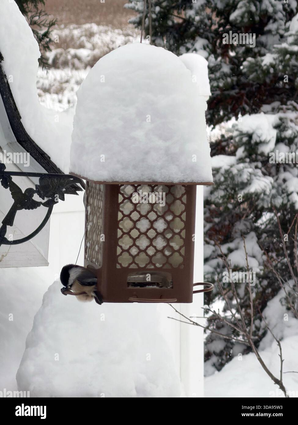 Un Chickadee à coiffe noire mangeant des graines d'oiseau, assis sur une mangeoire d'oiseaux, couvert d'un pied de neige, après un blizzard, à Trevor, Wisconsin, USA - Image de stock capturée avec un smartphone
