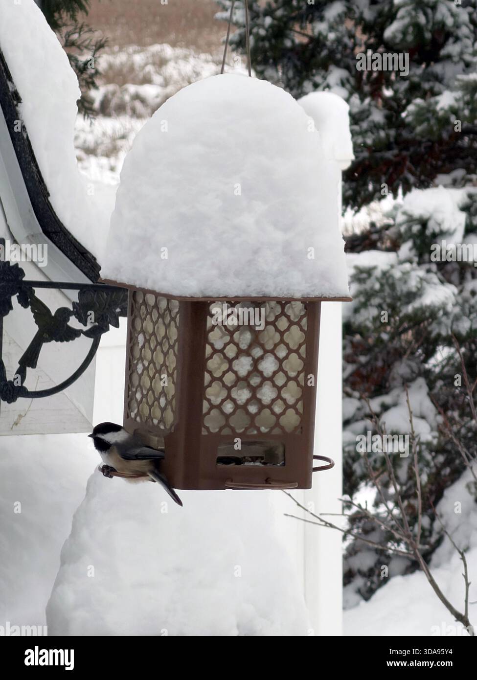 Un Chickadee à tête noire assis sur une mangeoire à oiseaux couverte d'un pied de neige, après un blizzard, à Trevor, Wisconsin, USA - Image de stock capturée avec un smartphone