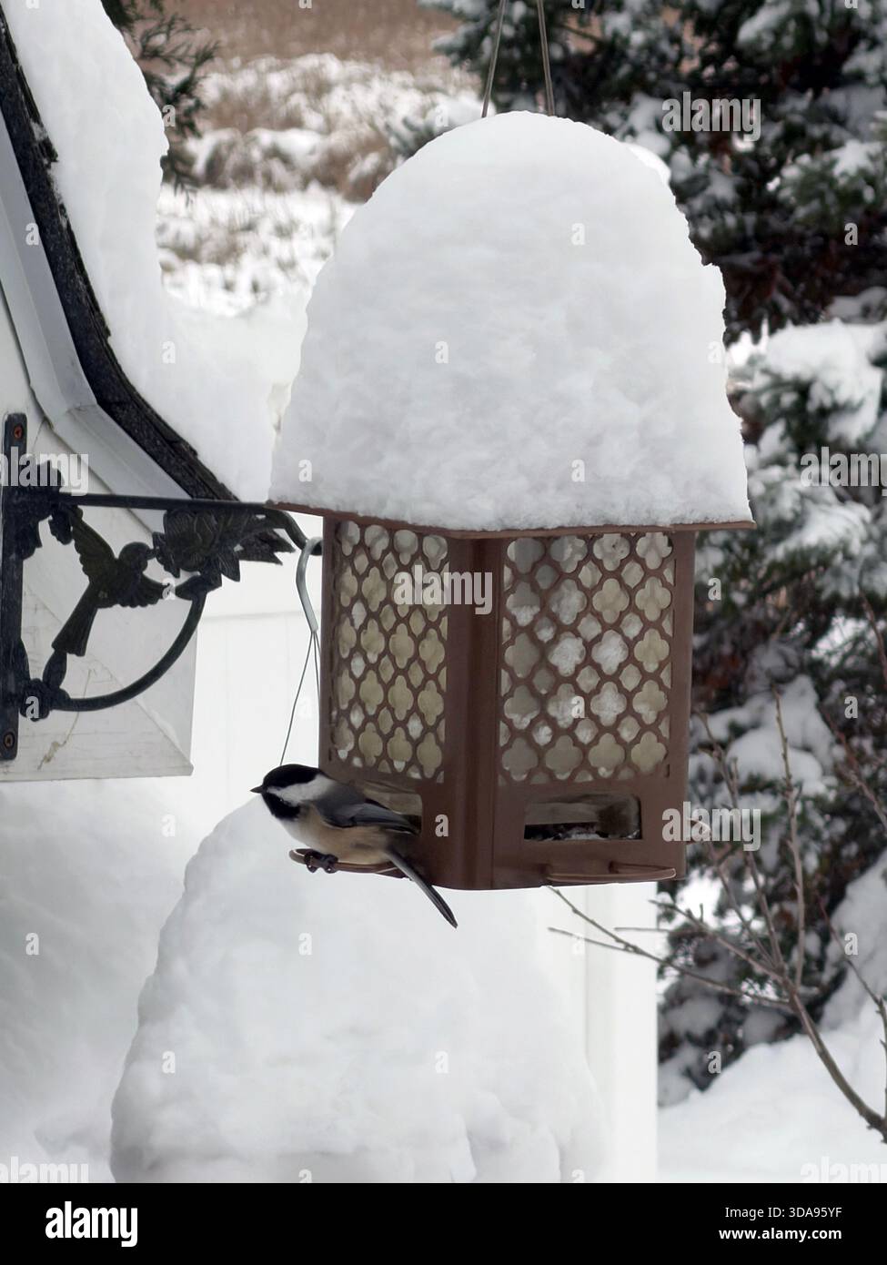 Vue latérale d'un Chickadee à coiffe noire assis sur une mangeoire à oiseaux couverte d'un pied de neige, après un blizzard, à Trevor, Wisconsin, USA - Image de stock capturée avec un smartphone