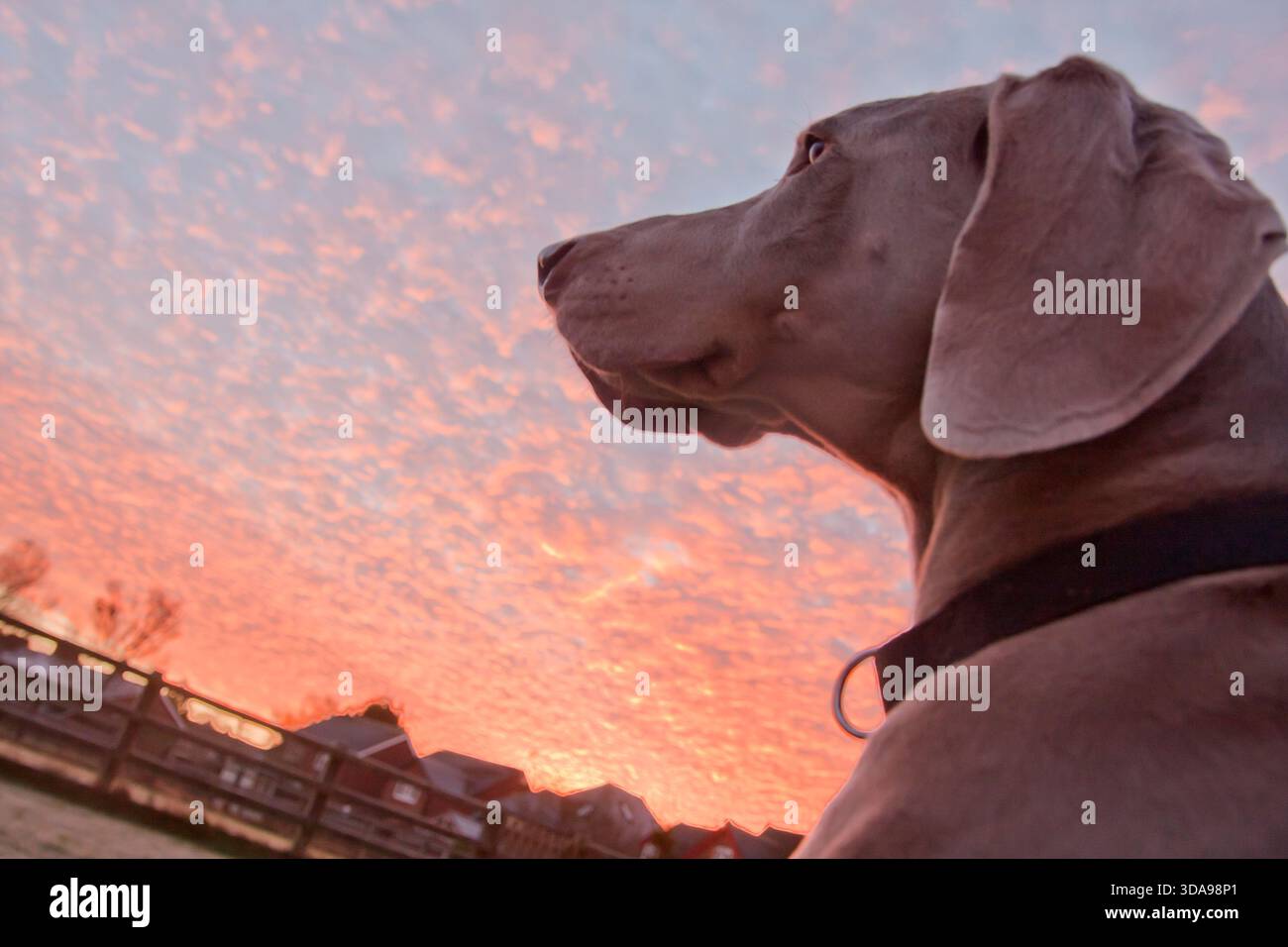 Weimaraner, adulte, regardant dans le coucher du soleil Banque D'Images