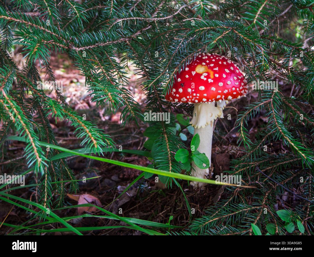 Un champignon agarique à mouche unique (lat : Amanita muscaria) parmi les branches de sapin sur le sol forestier. Banque D'Images