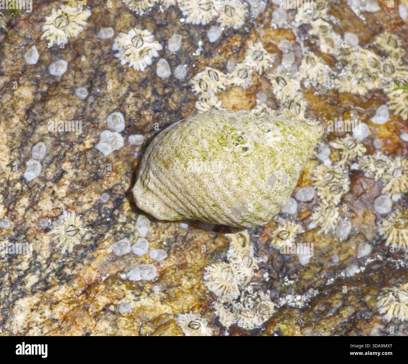 Photo Macro coquille de mer Banque D'Images