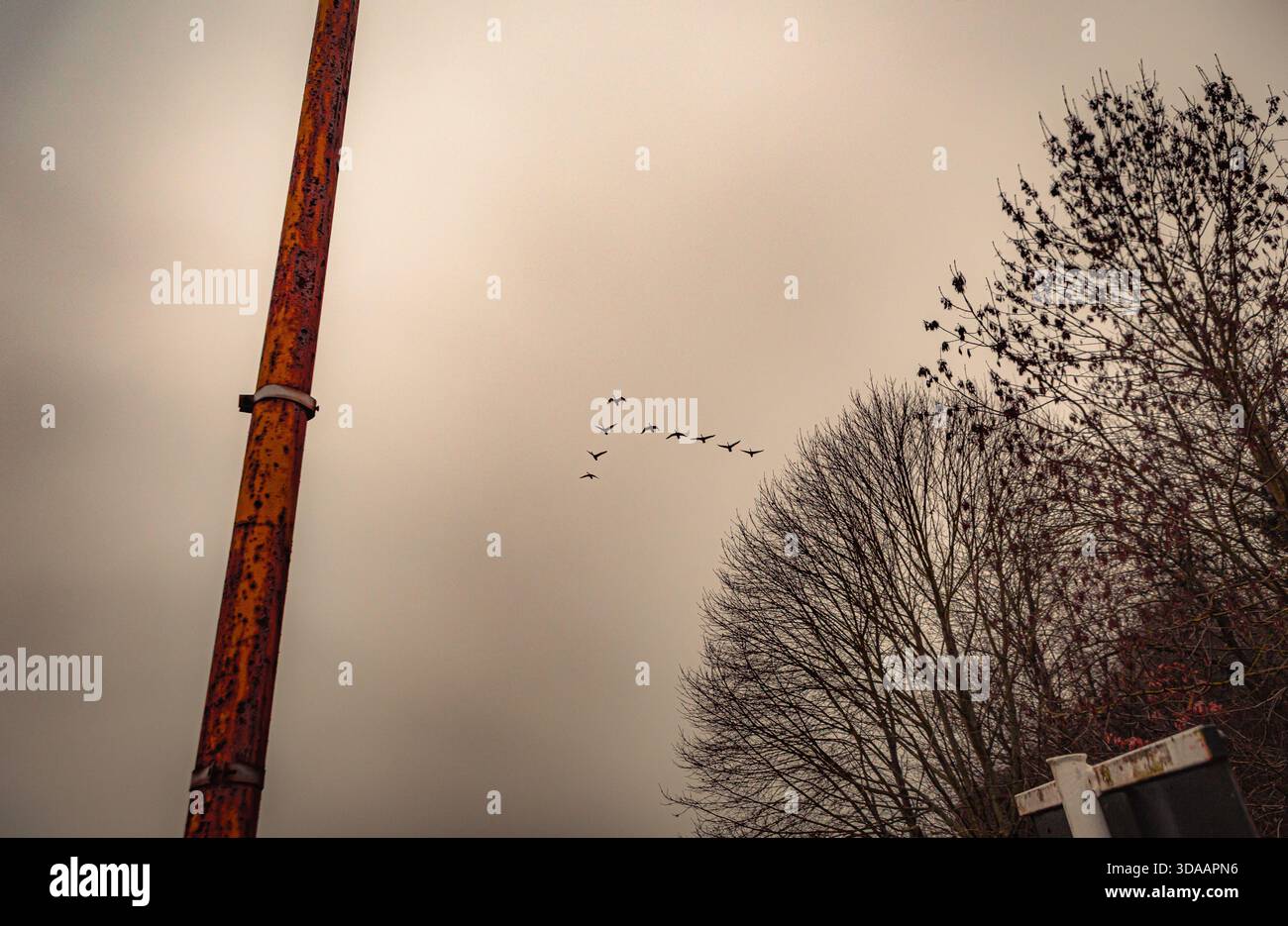 Un troupeau de cygnes volants Banque D'Images