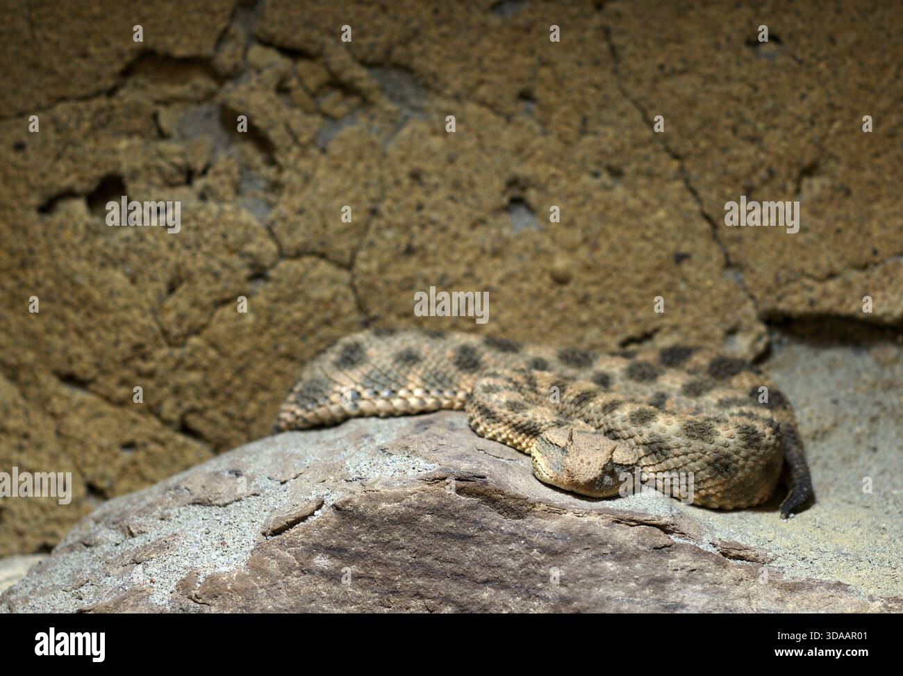 Vipère à cornes (Cerastes cerastes), originaire d'Afrique du Nord, Arabie, captive, Bade-Wuerttemberg, Allemagne Banque D'Images