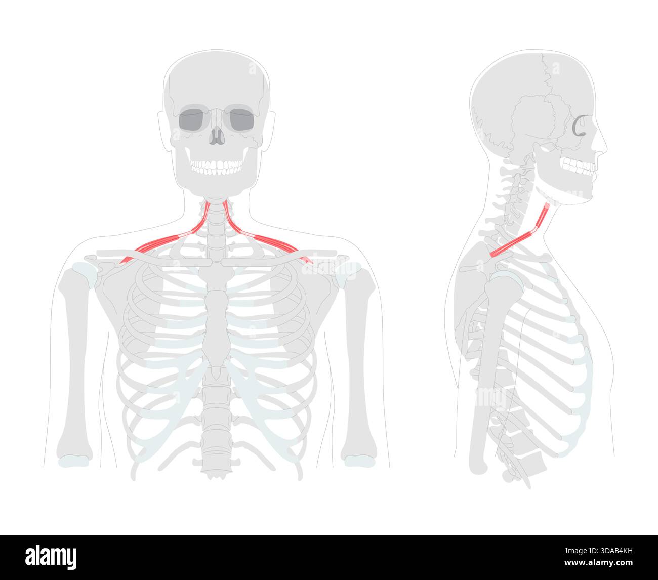 Omohyoid - sangle de cou muscle illustré dans le diagramme, déprime et rétracte l'os hyoïde, impliqué dans la régulation de la tension du cou, vital pour l'apprentissage de l'anatomie et de la physiologie Illustration de Vecteur
