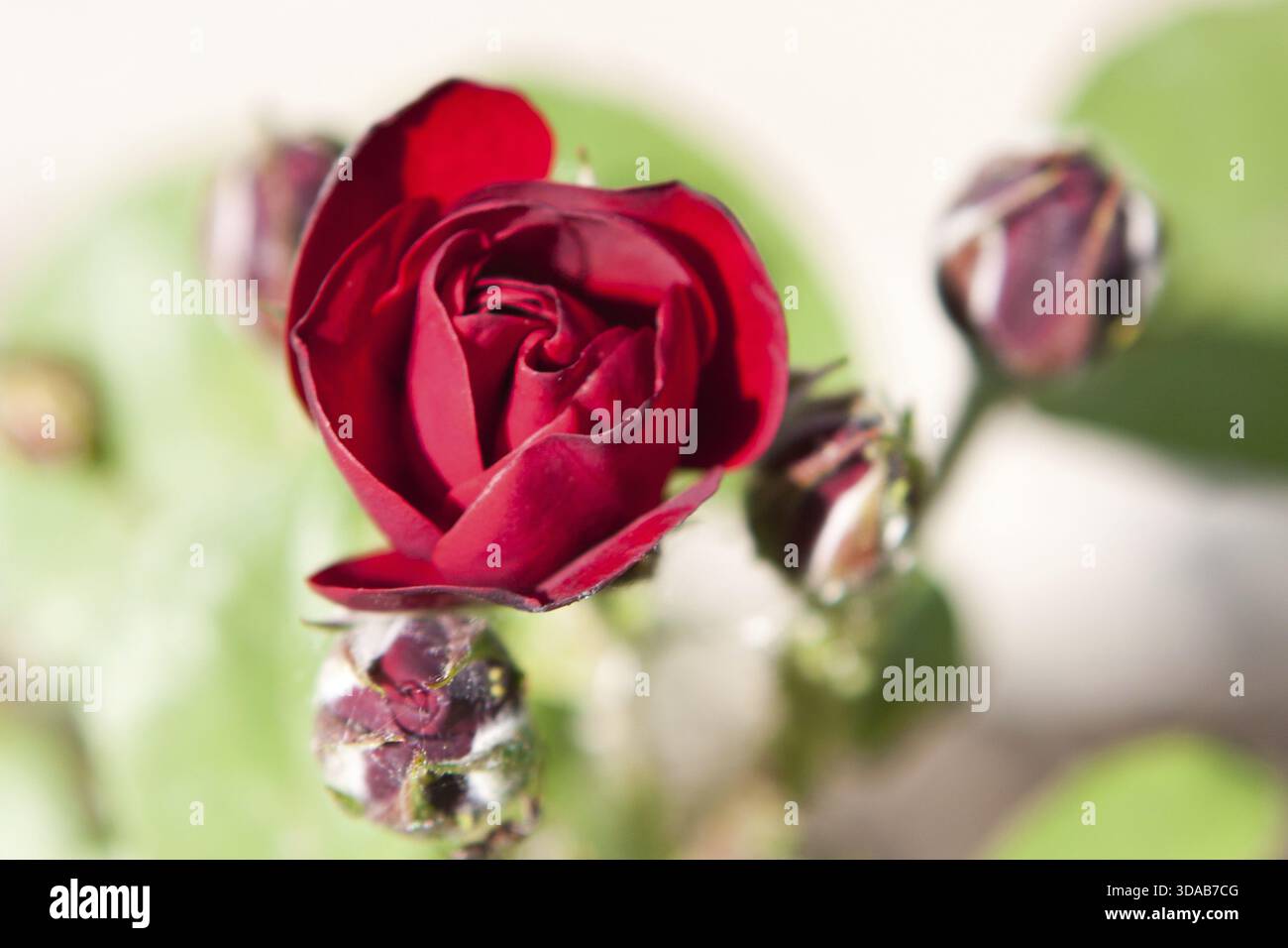 La floraison des roses rouges dans le jardin. Profondeur de champ Banque D'Images