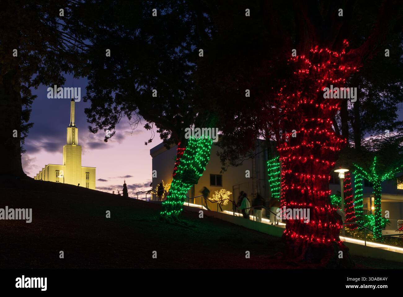 Décorations de Noël au Temple Mormon à Temple View, Hamilton, Nouvelle-Zélande. Guirlande lumineuse colorée enroulée autour des arbres Banque D'Images