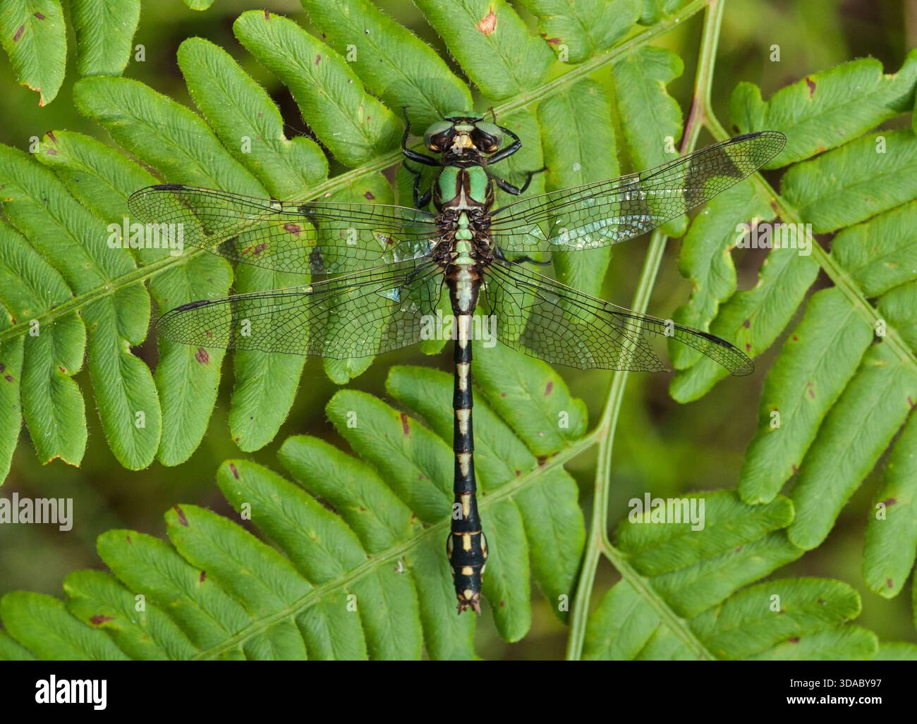 Libellule (Ophiogomphus carolus) reposant sur une fougère dans le comté de Florence dans les northwoods du Wisconsin. Banque D'Images
