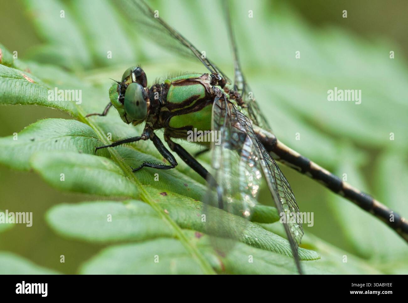 Libellule (Ophiogomphus carolus) reposant sur une fougère dans le comté de Florence dans les northwoods du Wisconsin. Banque D'Images