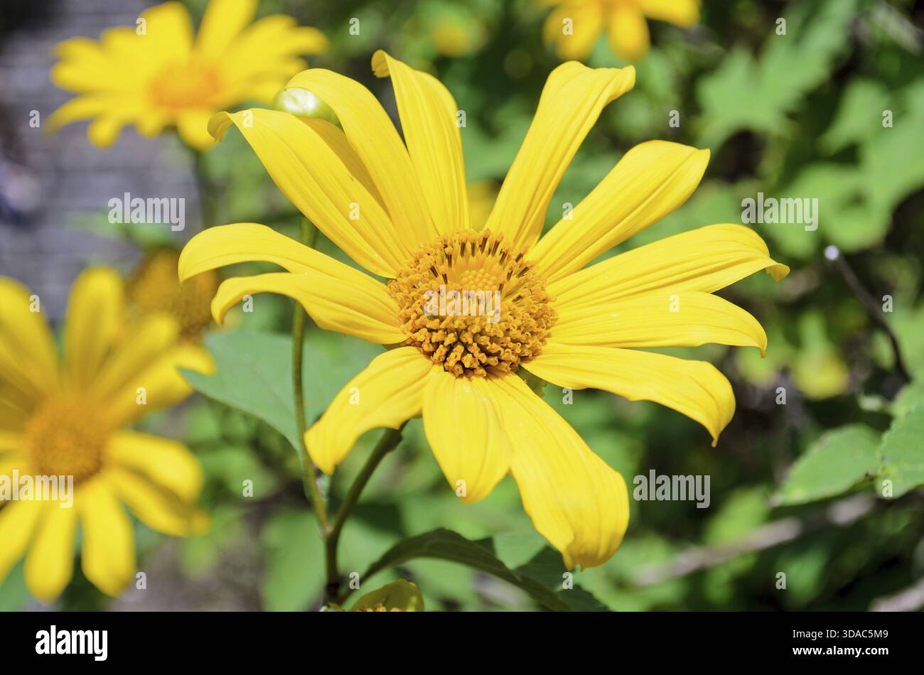 Tournesol mexicain ou de mauvaises herbes, fleurs Tithonia diversifolia sont jaunes vifs Banque D'Images