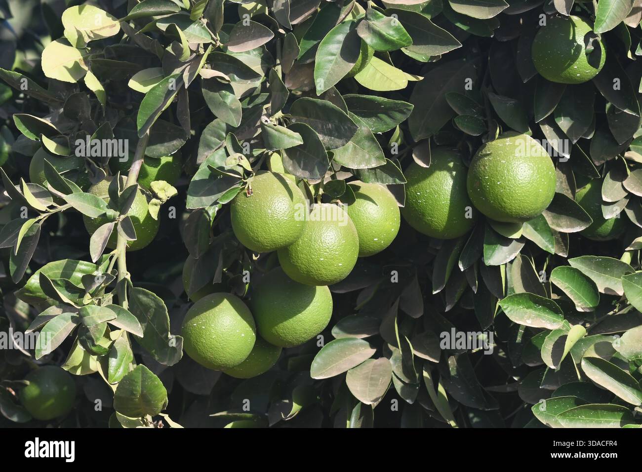 Oranges non mûres sur l'arbre Banque D'Images