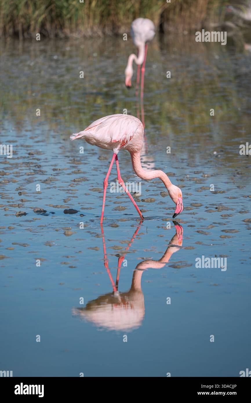 Les grands flamants roses (Phoenicopterus roseus) dans le Parc de Pont de Gau dans le Sud de la France. Les oiseaux sauvages émigrent en Afrique en hiver. Banque D'Images