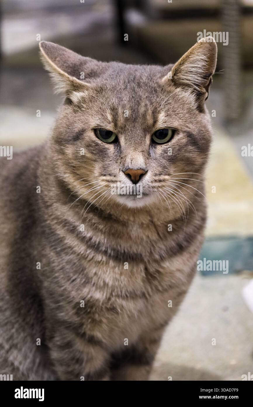 Gros plan d'un chat gris avec une oreille tournée vers l'arrière, capturant un moment naturel d'écoute attentive. Banque D'Images