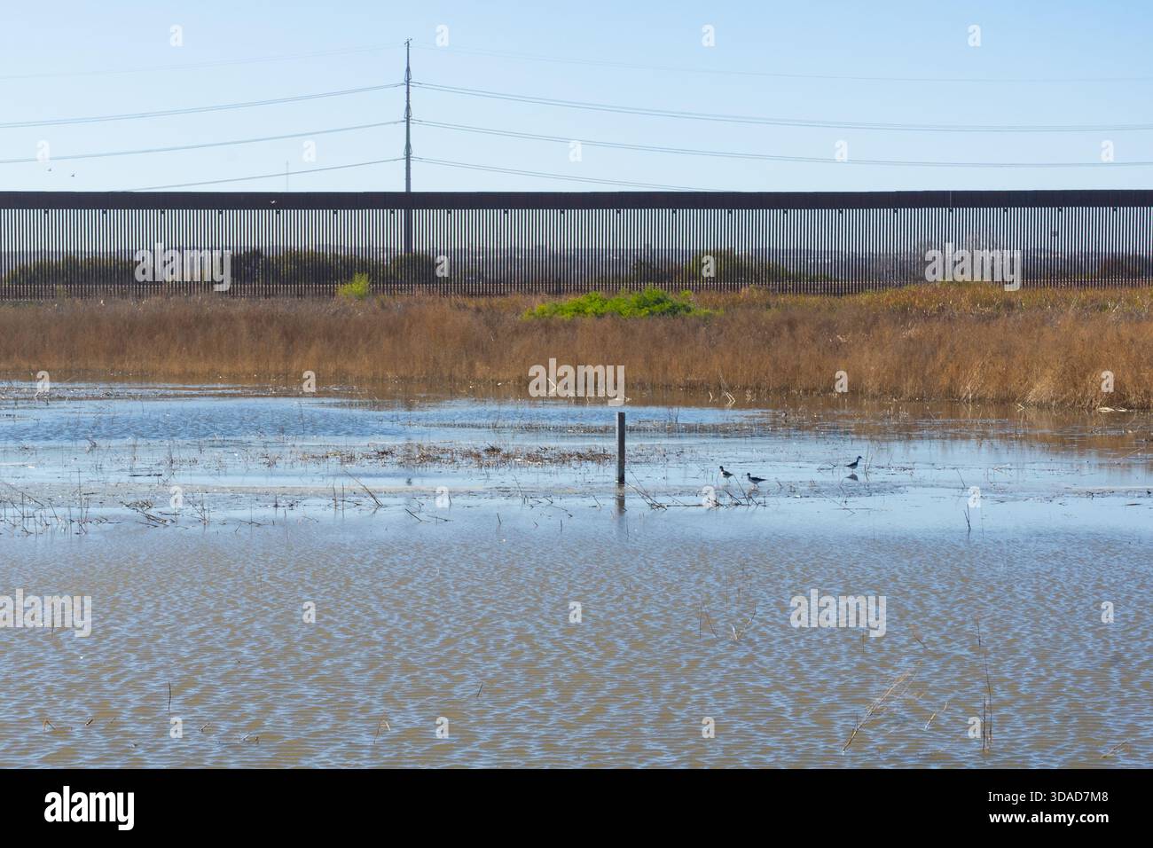 Oiseaux sur un étang de zone humide dans le parc des zones humides de Rio Bosque à El Paso, Texas, États-Unis avec le mur frontalier Mexique-États-Unis en arrière-plan Banque D'Images