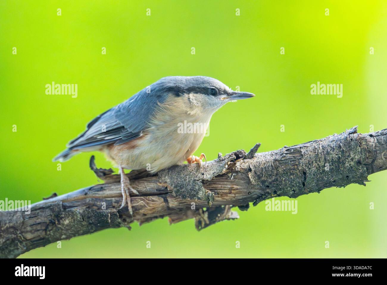 Noix, écoutille en bois, écoutille eurasienne (Sitta europaea), perchée sur une branche, vue de côté, Autriche Banque D'Images