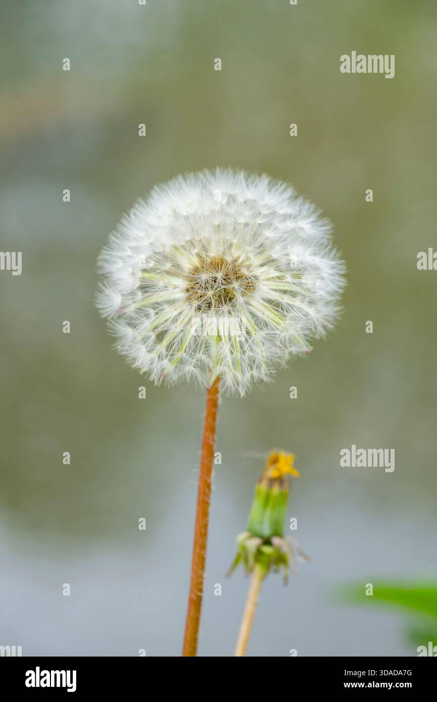 Pissenlit commun (Taraxacum officinale), infra-testicule, Allemagne, Bavière Banque D'Images
