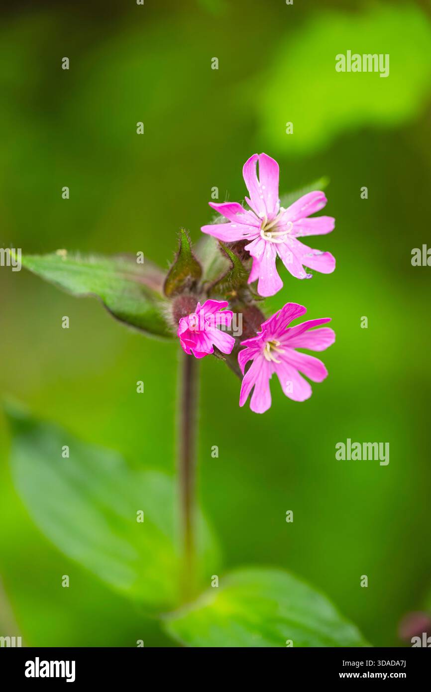 campion rouge (Silene dioica), floraison, Allemagne Banque D'Images