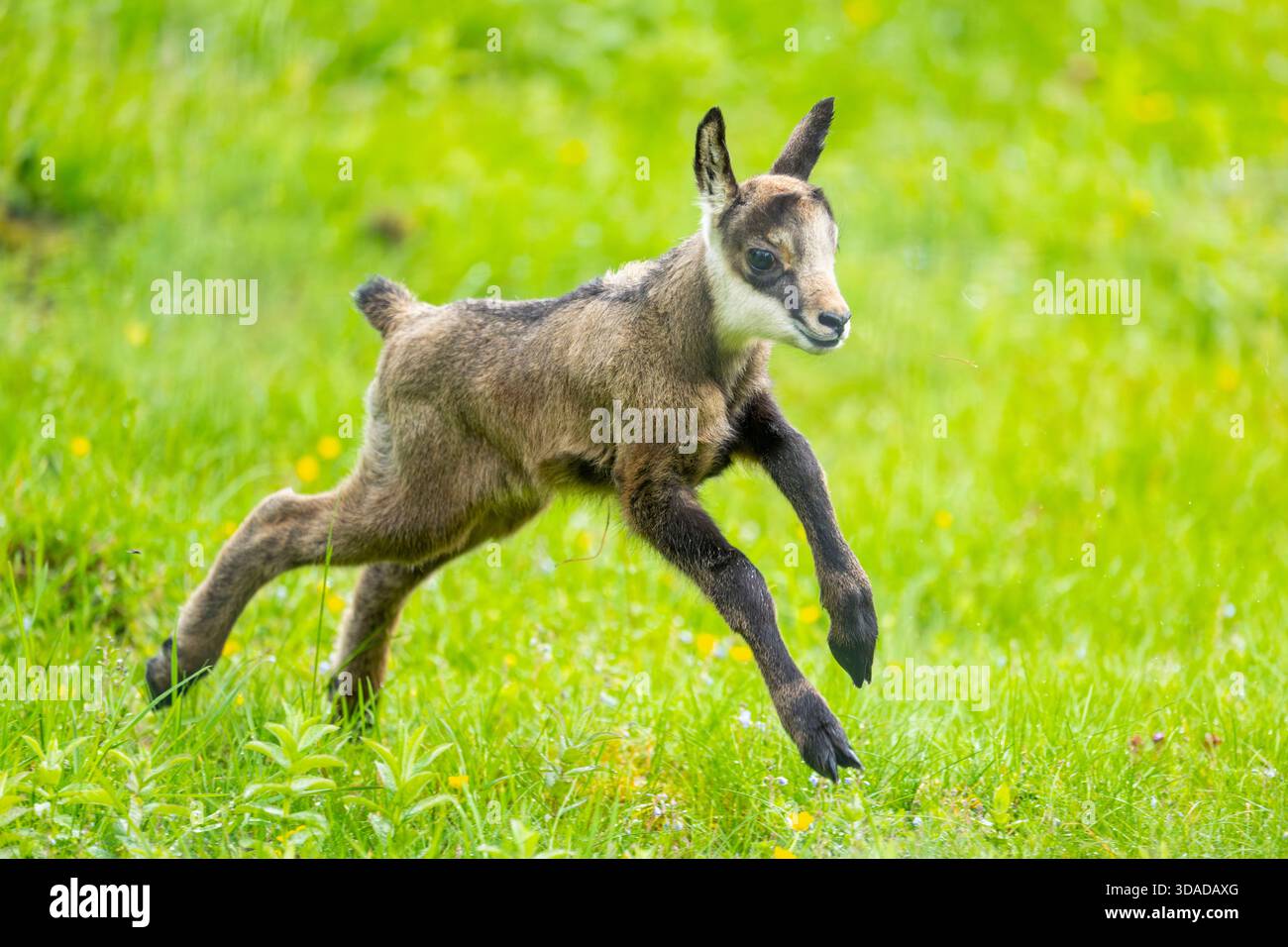 Chamois (Rupicapra rupicapra), fauve traversant une prairie, Autriche Banque D'Images