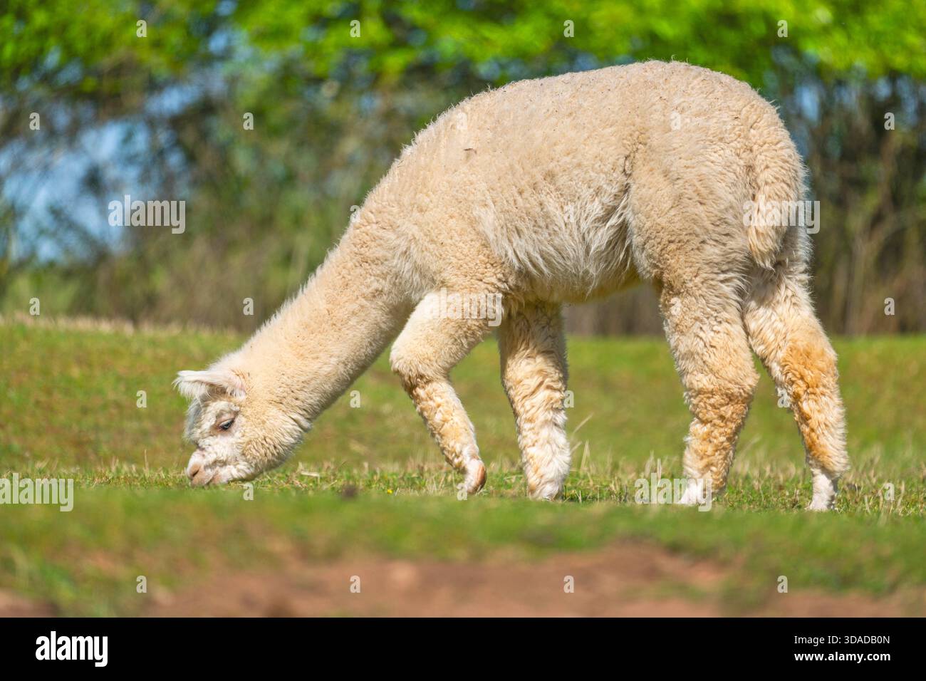 Alpaga (Lama pacos, Vicugna pacos), pâturage sur une prairie, Allemagne, Bavière Banque D'Images