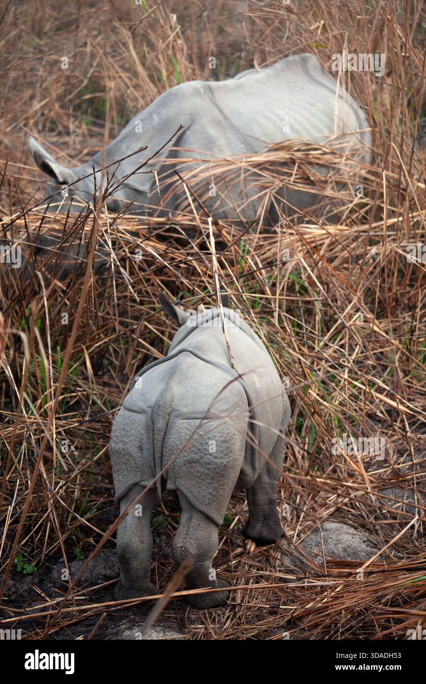 Rhinocéros à une corne femelle (Rhinoceros unicornis) et son veau dans la brousse, parc national de Kaziranga, Assam, Inde Banque D'Images