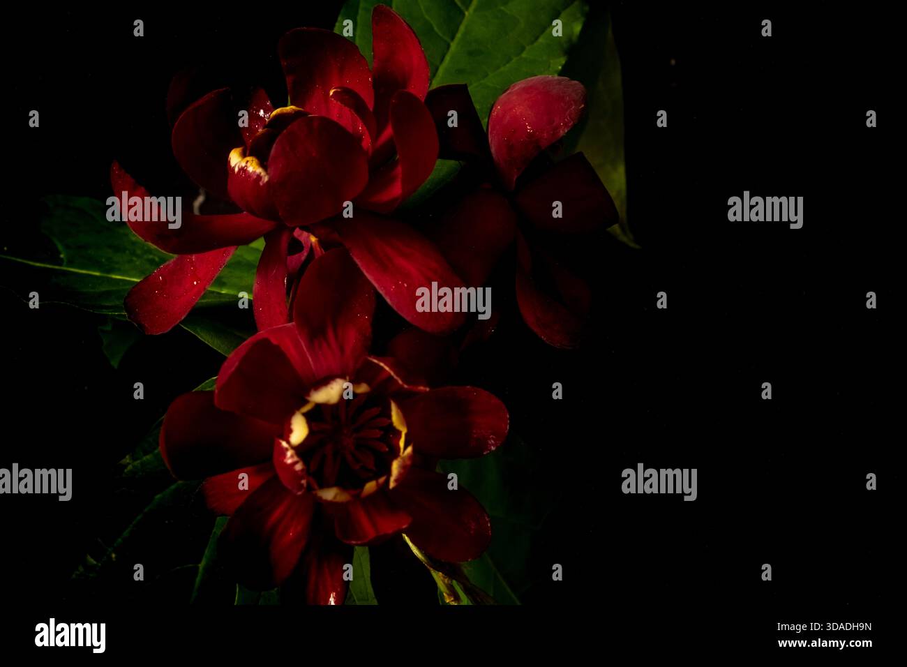 Fleurs rouge foncé Calycanthus chinensis sur fond noir. Fleurs Moody. Espace de copie et floraison de couleurs Banque D'Images