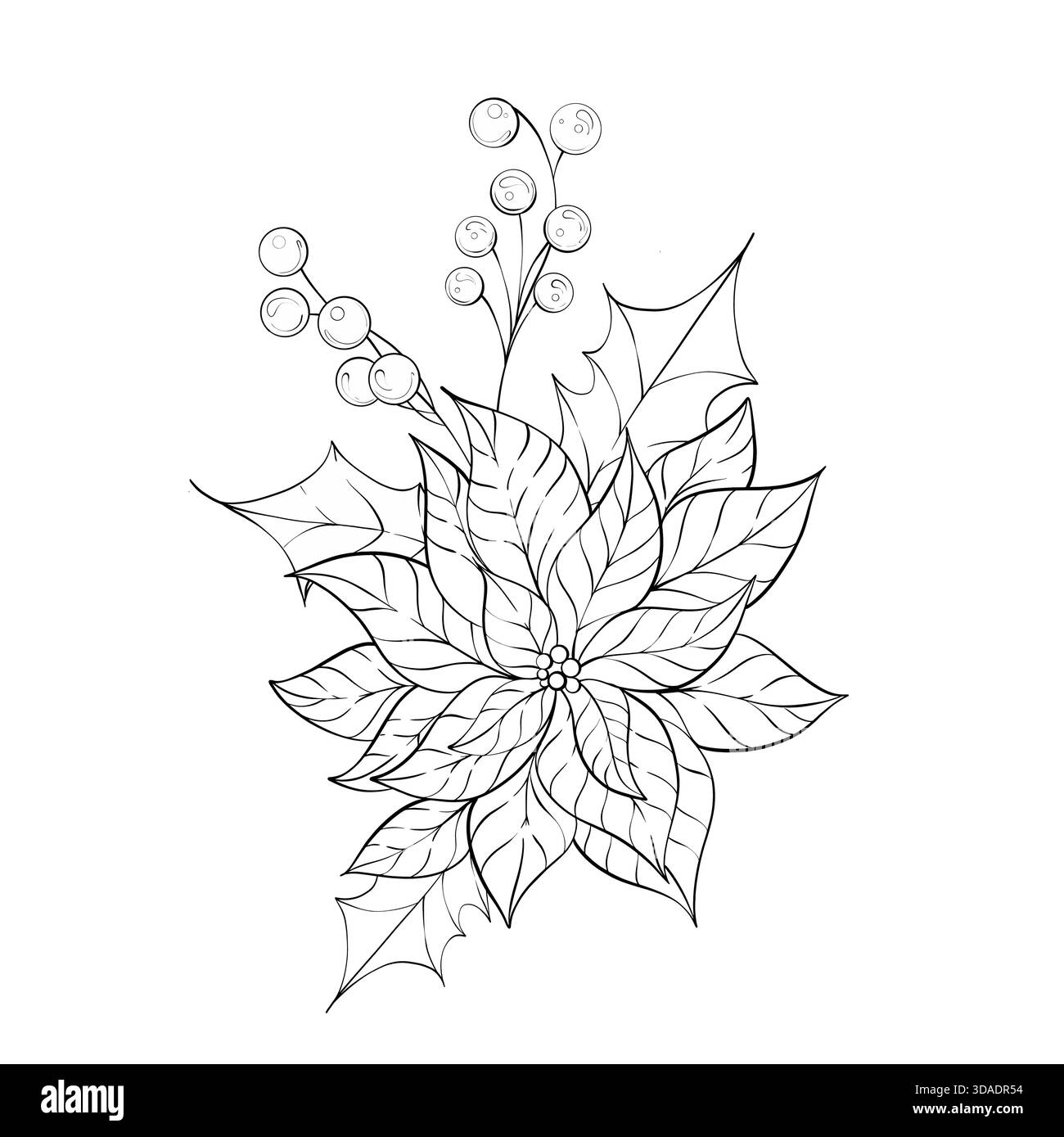 Poinsettia avec baies et houx festive Floral Design délicat Line Art pour la coloration décoration de vacances saison d'hiver Illustration de Vecteur