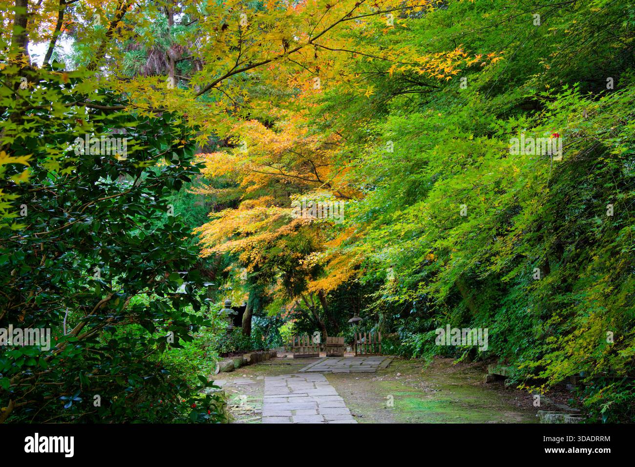 Kyoto Maple Leaf Scenic spots - Temple Sokushu-in Banque D'Images