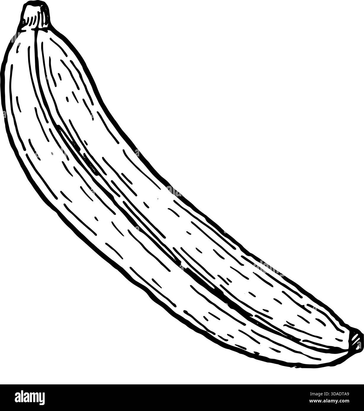 Vecteur de banane entière. Contour de fruits tropicaux mûrs. Illustration de dessin au trait dessinée à la main isolée. Illustration de Vecteur