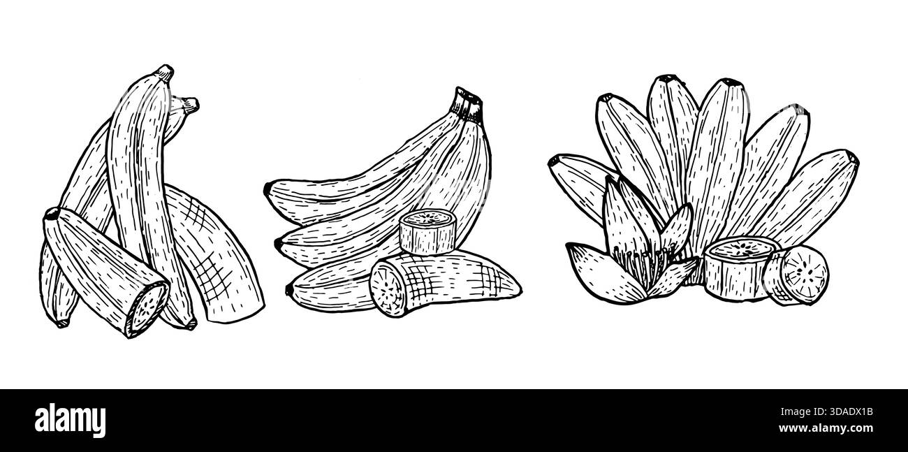 Ensemble vectoriel de branche de banane. Ensemble de compositions de fruits tropicaux. Contour de dessin à l'encre Dessin au trait de bananes mûres, entières, tranchées et moitiés Illustration de Vecteur