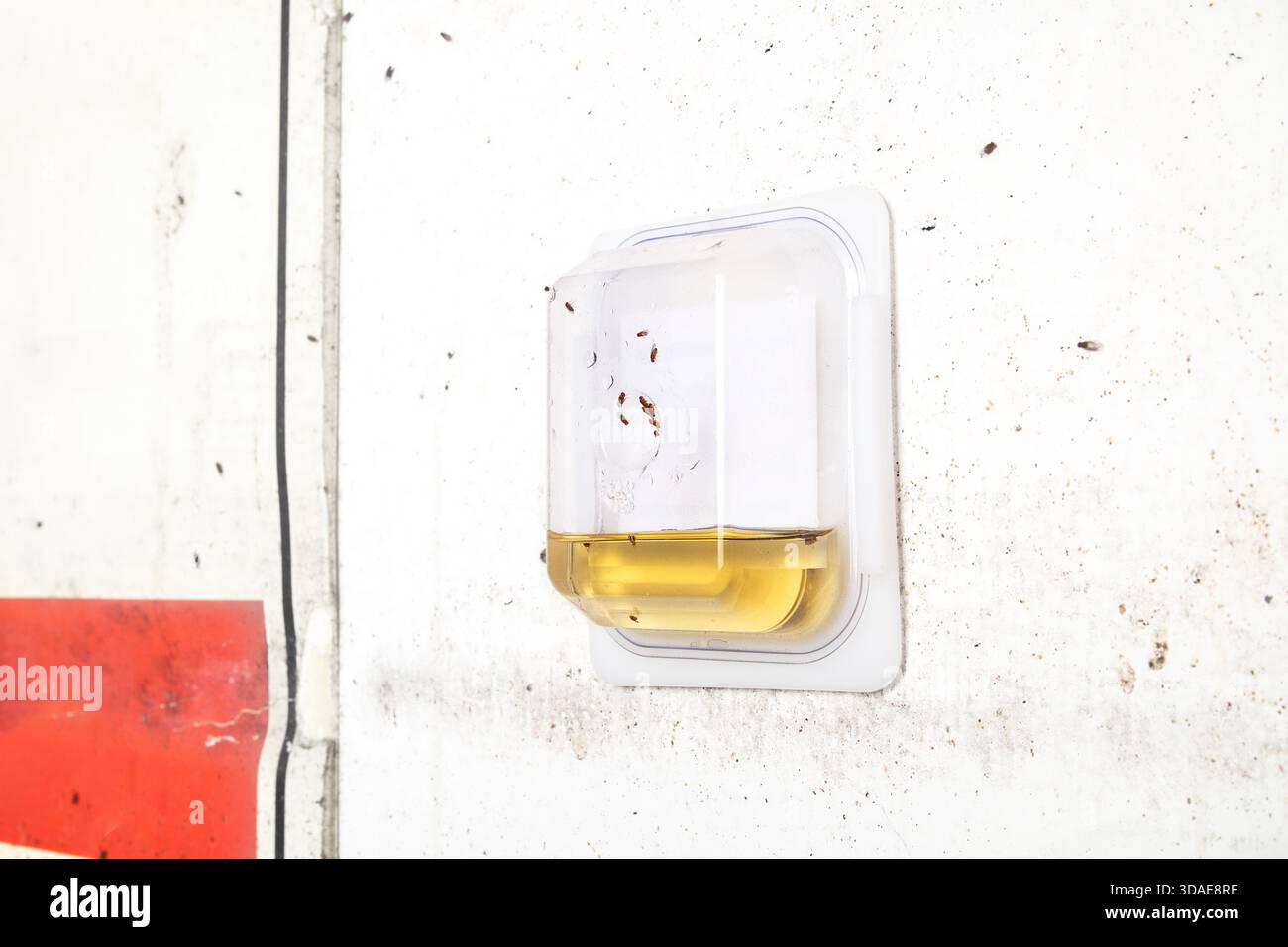 Piège à mouches à fruits avec mouches à fruits adultes. Gestion de la lutte antiparasitaire contre l'infestation de mouches des fruits dans la salle des ordures. Liquide dans le conteneur leurre, piégeage et dro Banque D'Images