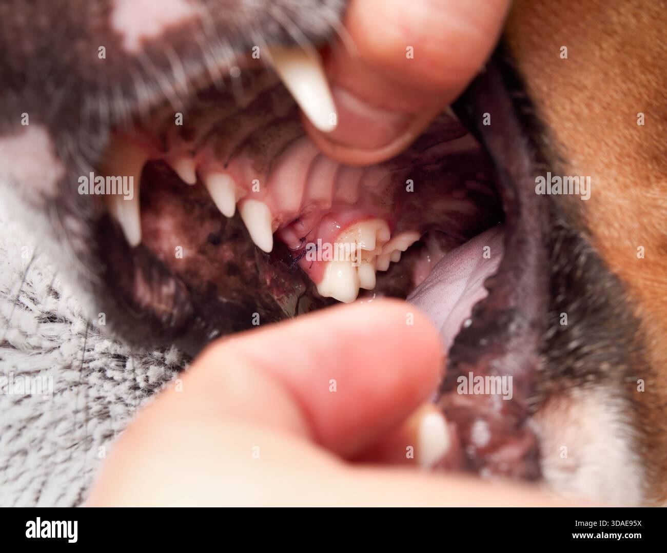 Points de suture dentaire chez le chien après extraction dentaire. Vétérinaire ou propriétaire d'animal examinant la bouche du chien en soulevant doucement les lèvres après l'enlèvement des prémolaires. Banque D'Images
