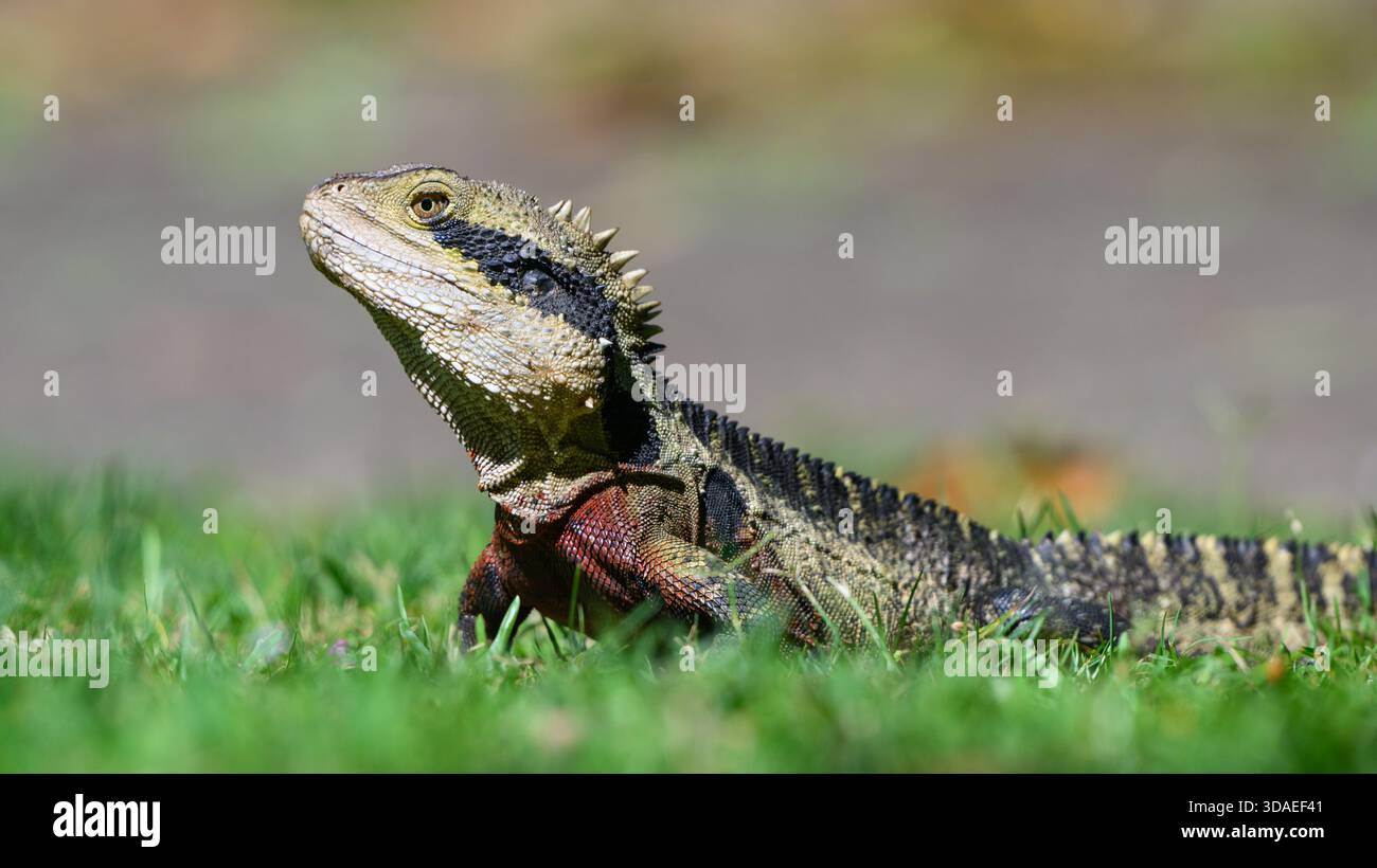 Gros plan d'un lézard sur l'herbe verte Banque D'Images