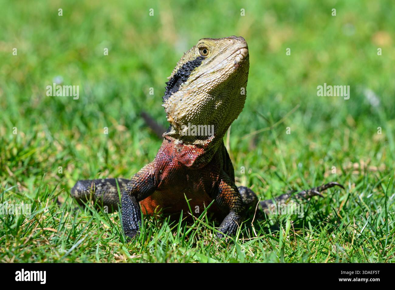 Gros plan d'un lézard sur l'herbe verte Banque D'Images