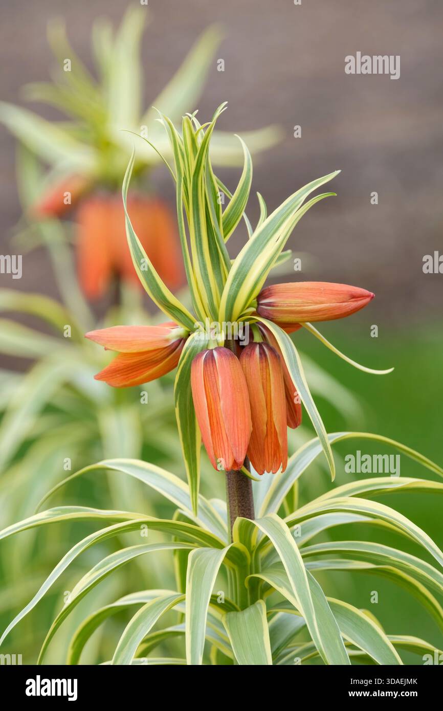 Fritillaria imperialis Argenteovariegata, couronne impériale Argenteovariegata, fleurs en forme de cloche rougeâtre-orange, feuilles vertes en forme de lance bordées de A. Banque D'Images
