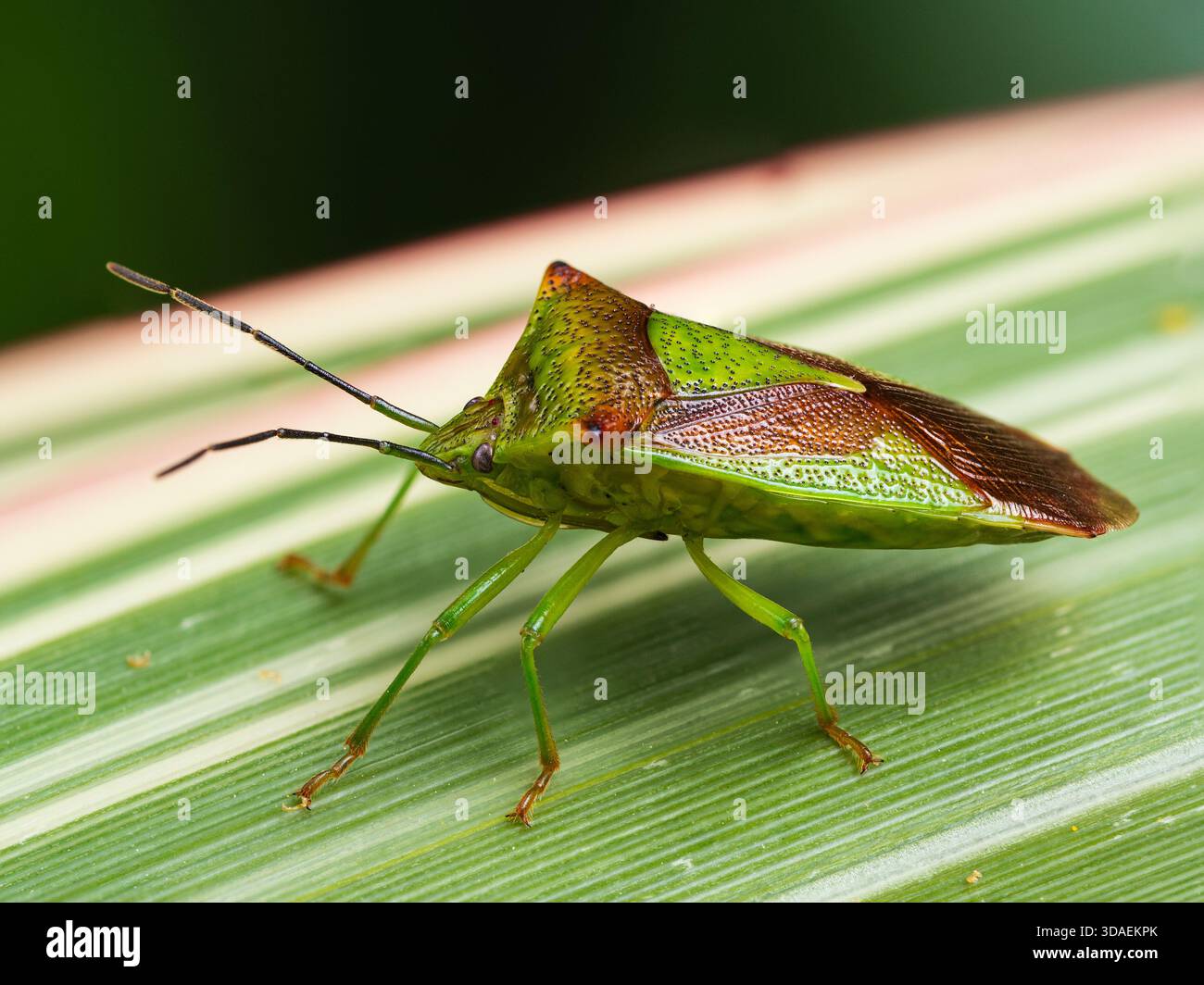 Vue latérale rapprochée de l'insecte du bouclier de l'aubépine britannique, Acanthosoma haemorrhoidale, dans un jardin britannique Banque D'Images